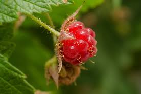 Image result for Rubus iringanus