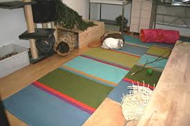 In der natur sind kaninchen wahre grabekünstler und legen eine vielzahl unterirdischer gänge und tunnel an. Innenhaltung Von Kaninchen Wohnungshaltung Von Kaninchen