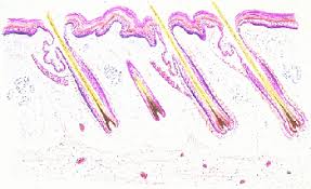 Maybe you would like to learn more about one of these? The Integumentary System In Animals Integumentary System Veterinary Manual