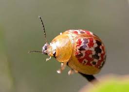 Black And White Striped Insect With Wings Red Black White Leaf Beetle Paropsisterna Sp Chrysophtharta Sp Red Beetle White Leaf Beautiful Bugs