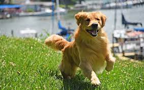 S.—the dog in whose face we see our collective reflection—is now the pit bull. Early Times Searches For All American Dogs