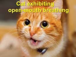 Theisen j., bartels h., weiss w., berger h.et al. Cat Exhibiting Open Mouth Breathing Emergency Animal Care Braselton