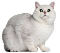 Here A Long List Types Of Amazing Beautiful Cat Breeds In The World Catbreeds Cat White Cat Breeds British Shorthair Cats Pedigree Cats