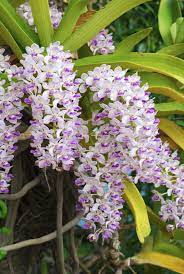 It is real to propagate this plant at home, for this there are rules for how to properly transplant an orchid's baby.reachgoal ('sood') Foxtail Orchid Care Learn How To Grow Rhynchostylis Foxtail Orchid Plants