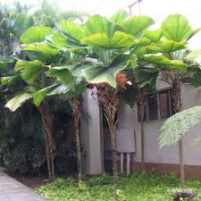 Image result for Licuala grandis