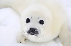 Baby Harp Seal Pup Stock Photo By C Zanskar 42736649