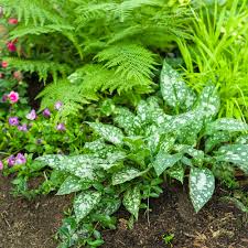 Image result for Impatiens runssorensis