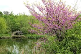 The forstbotanischer garten tharandt (tr. Freizeiterlebnis Forstbotanischer Garten Augusto