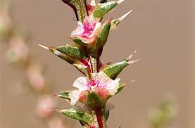 Image result for Salsola