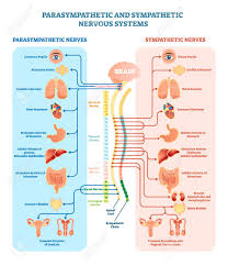 Human Nervous System Medical Vector Illustration Diagram With