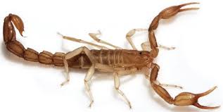 New Scorpion Species Discovered In California Wernerius Inyoensis Is Tiny Just Over Half An Inch Long And Death Valley Death Valley National Park Species
