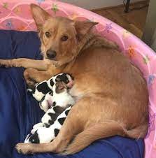 This is my dogs second litter. Golden Retriever Gives Birth To Tiny Cow Puppies Inspiremore
