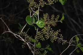 Image result for Embelia libeniana