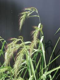Image result for Echinochloa