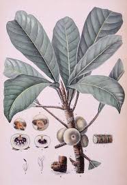 Image result for Ficus saussureana