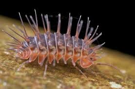 Spiny Wood Louse Reptile Room Woodlouse Crustaceans