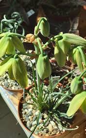 Image result for Albuca