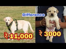 Hello, we are looking at getting a black lab puppy! Labrador Puppy Price Difference Youtube