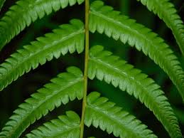 Image result for Pneumatopteris