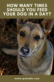 If your boston is closer to 20 pounds, you can feed them 1 ¼ to 1 ¾ cups per day. How Many Times Should You Feed Your Dog In A Day Dogs Your Dog Dog Feeding