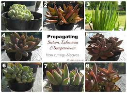 propagating succulent leaves tips for propagating succulents