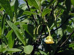 Image result for Diospyros lycioides