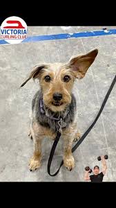 Victoria Curling Club : Home of Curling Excellence (@victoria_curling_club)  · Victoria, BC