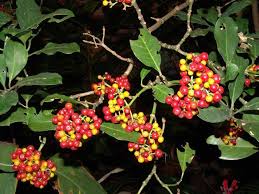 Image result for Psychotria capensis