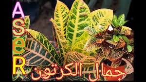 كيف يتم زراعه نبات ديبلادينيا dipladenia مانديفيلا. ÙƒÙŠÙ ÙŠØªÙ… Ø²Ø±Ø§Ø¹Ù‡ Ù†Ø¨Ø§Øª Ø¯ÙŠØ¨Ù„Ø§Ø¯ÙŠÙ†ÙŠØ§ Dipladenia Ù…Ø§Ù†Ø¯ÙŠÙÙŠÙ„Ø§ Youtube