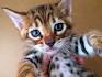 What is a Toyger Cat? How Much Do Toyger Cats Cost? - A ...