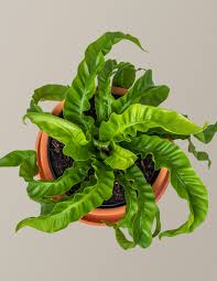 Image result for Asplenium