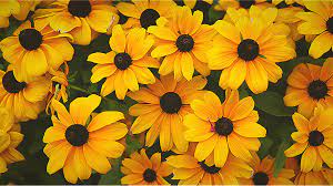Download Coneflower Plant Yellow Flower Free Photo On Pixabay