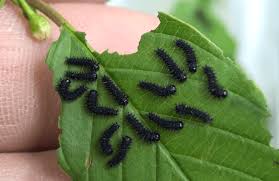 Image result for Neoboutonia melleri