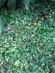 Image result for Geophila repens