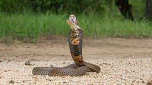 It is the most common. Study Did Cobras First Spit Venom To Scare Pre Humans Cornell Chronicle