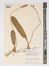 Image result for Bulbophyllum schinzianum