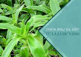 Lá trầu không trị viêm loét dạ dày. Chá»¯a Bá»‡nh Dáº¡ Day Báº±ng 11 Loáº¡i La Cay Trong VÆ°á»n