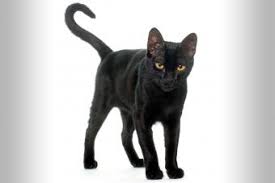 Other illnesses (cancer, liver) and behavioural problems. End Stage Feline Kidney Disease Lovetoknow