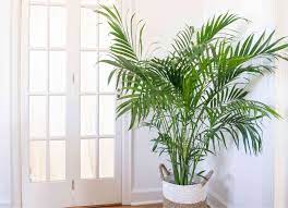 To that end, here's our list of the most common types of palm trees found around the world. Palm Trees Indoor Plant Care Growing Guide