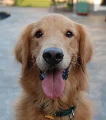 This Is Bryant 7 Yrs Old He Is An Owner Surrender His Family Lost Their Home He Had A Growth On His Toe That Had To Be Removed Along With