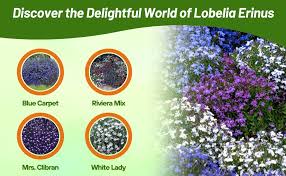 Image result for lobelia combine composition