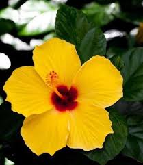 Image result for Hibiscus kirkii