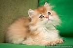 Golden Neko Cattery british shorthair cats from Estonia
