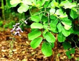 Image result for Millettia usaramensis
