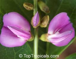 Image result for Canavalia africana