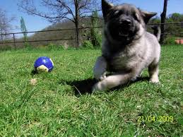 Image result for norský losí pes šedý