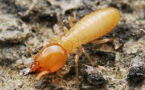 Pest control maintenance plans in san antonio. San Antonio Tx Pest Control Pest Management For Texas Properties