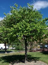 They only had texas redbud, oklahoma redbud, and eastern redbud. Eastern Redbud Facilities