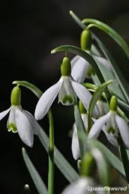 Image result for Ornithogalum flexuosum