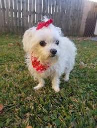 In order to do so, we've come up with some helpful guidelines when it comes to our furry friends and our human volunteers. 870 Rescue Me Ideas Rescue Dogs Adoption